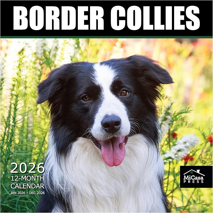 MICASA PRESS Border Collies 2026 Wall Calendar 12 Month | 12" x 24" Open | Thick & Sturdy Paper | Holiday Gift | Cute Puppy Dog Calendar 2026