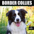MICASA PRESS Border Collies 2026 Wall Calendar 12 Month | 12" x 24" Open | Thick & Sturdy Paper | Holiday Gift | Cute Puppy Dog Calendar 2026