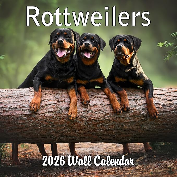 2026 Rottweilers Monthly Wall Calendar | Dogs Calendar September 2025 - December 2026