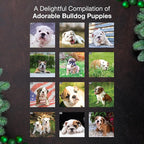 MICASA PRESS Bulldog Puppies 2026 Wall Calendar 12 Month | 12" x 24" Open | Thick & Sturdy Paper | Holiday Gift | Cute Puppy Dog Calendar 2026