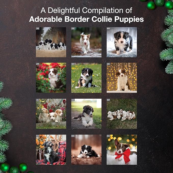 MICASA PRESS Border Collie Puppies 2026 Wall Calendar 12 Month | Thick & Sturdy Paper | Holiday Gift | Cute Puppy Dog Calendar 2026