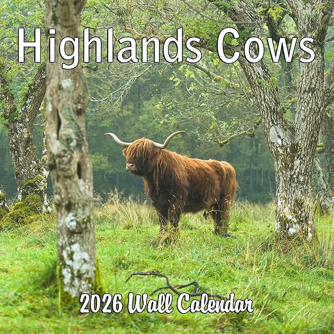 2026 Highland Cows Monthly Wall Calendar | Cute Animals Calendar 2025-2026